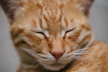 portrait of a sleepy cat