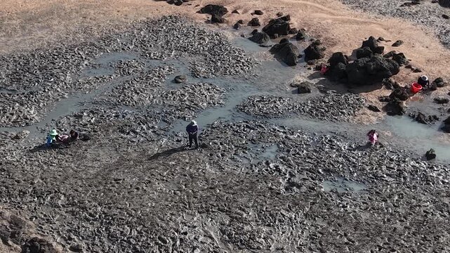 Villagers collect shellfish during low tide.