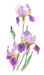 Irises. Watercolor handmade illustration of irises. For packaging design, cards, cover, prints, product labels and fabric. 