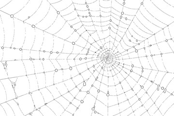 Obraz premium Morning Dew on Spider Web net isolated