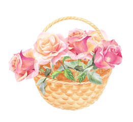 Roses in a basket. Watercolor hand drawn illustration. For packaging design, cards, cover, prints, product labels and fabric. 