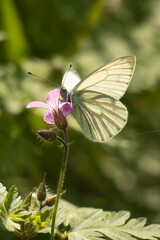 White butterfly on pink flower