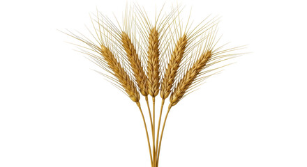 Fototapeta premium Isolated wheat stalks, cereal grain, agriculture harvest crop food seed plant field raw