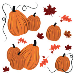 Set 7 pcs. orange pumpkins on white background, harvest festival - Vector illustration