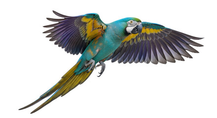 Isolated macaw parrot mid-flight showing off vivid blue yellow plumage wings extended gracefully