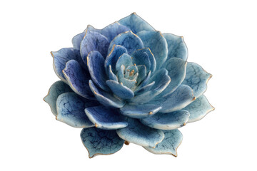 Blue succulent, rosette shape, detailed texture