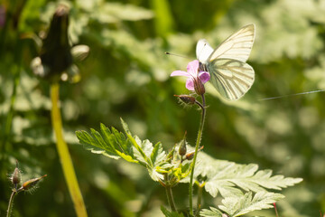 White butterfly on flower