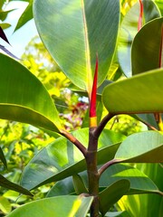 Closeup reveals new red leaf emerging from a vibrant rubber tree plant