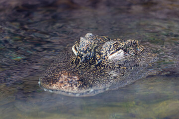 Close-up of a crocodile's head partially submerged in water.