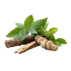 Fresh mint leaves and light brown roots