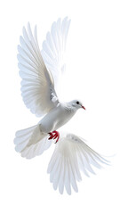 Fototapeta premium White dove in flight against a black background (1)