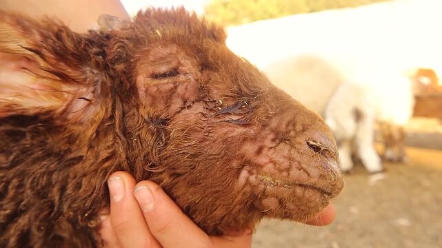 Sheep with sheep pox, showing skin lesions on eyes, nose, and ear. Important for veterinary medicine, livestock health, clinical diagnosis, education, and scientific research.