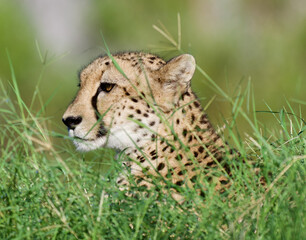 Amazing shot a cheetah sitting in the grass