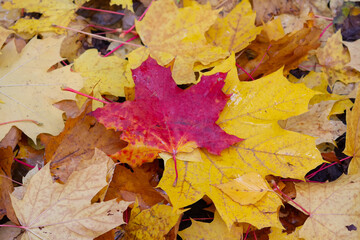 Fallen red and yellow maple leaves on the ground