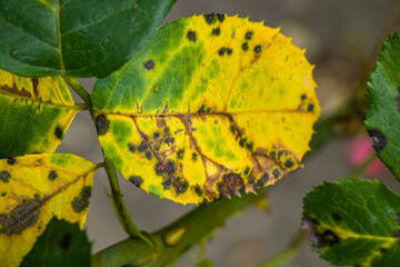 Diplocarpon rosae. Rose leaves affected by black spot disease.
Black spots on yellow rose leaves.