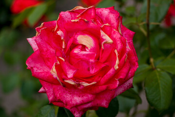 Withered pink rose in the garden. Withered flowers. Withered rose with faded petals, lost color and elasticity.