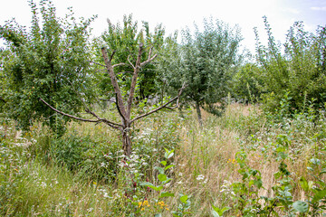 An orchard overgrown with weeds.