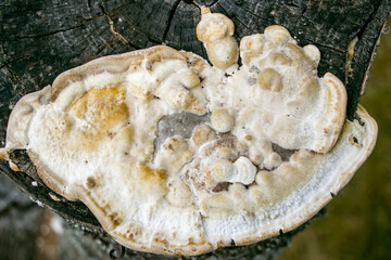 Trametes pubescens. A fungus (Trametes pubescens) growing on dead cherry tree trunks.