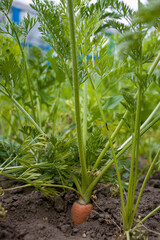 Growing carrots. Carrots grow in soil outdoors.