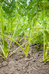 Growing carrots. Carrots grow in soil outdoors.