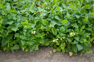 White bean flowers against a background of green leaves. Densely growing bean plants, common bean.