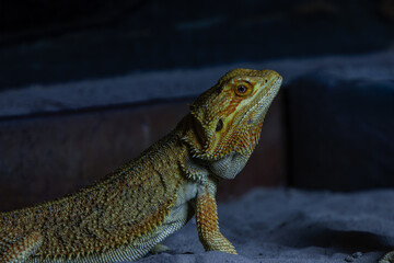 Close-up of a bearded dragon lizard in a dimly lit environment.