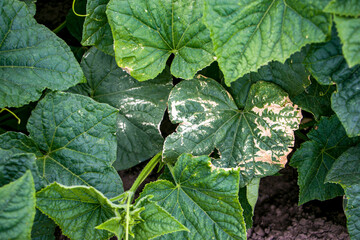 Fototapeta premium Cucumber leaves affected by powdery mildew or Pseudoperonospora cubensis. Mildew on cucumber leaves.
