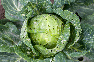 Cabbage pests. Fresh cabbage with many leaves damaged by pests. Cabbage leaves eaten by pests. Crop failure, concept of poor cabbage harvest.