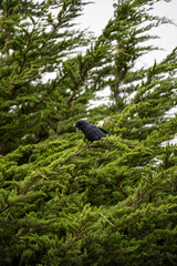 the crow
