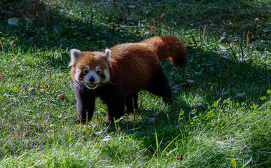 A red panda (Ailurus fulgens) standing on grass in a sunlit forest area.