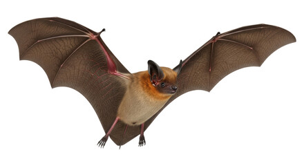 Isolated bat flying with outstretched wings, close-up, flying mammal, brown fur animal, wildlife