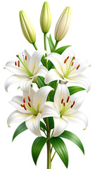 Obraz premium A bouquet of white lilies
