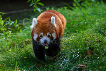 A red panda walking on lush green grass in a natural setting.