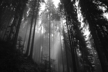 Misty forest, tall trees reaching upward