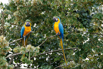 Two vibrant blue and yellow macaws perched on tree branches surrounded by lush green leaves.