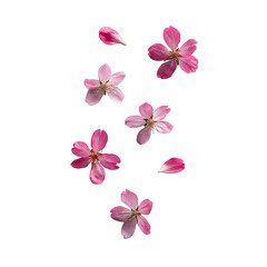 Delicate pink cherry blossoms falling