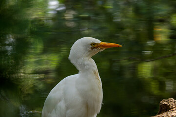 A white egret with an orange beak stands against a blurred green background.