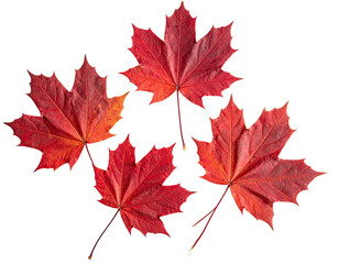 Fototapeta premium Autumn maple leaves arranged in a cluster