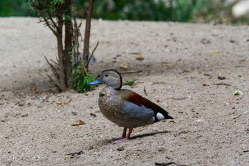 A duck (Callonetta leucophrys) standing on sandy ground near a small tree.