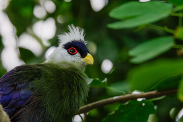 Close-up of a colorful turaco bird perched on a branch with lush green leaves in the background.