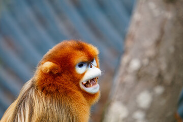 Golden snub-nosed monkey with open mouth in natural habitat.