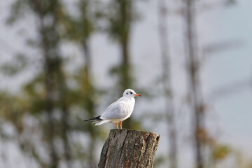 A seagull perched on a wooden stump with a blurred natural background.