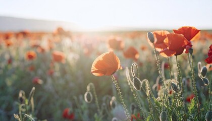 Obraz premium Vibrant Red Poppy Field at Sunset