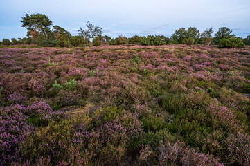 Fototapeta premium Heathland landscape in August - Geopark Hondsrug, Drenthe, The Netherlands.
