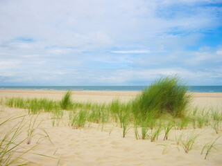 A beautiful sandy beach with a few resilient plants growing out of it