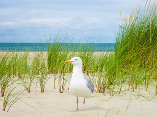 A seagull with a bright yellow beak is standing on the sandy beach