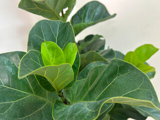 Ficus robusta or Ficus elastica with close up