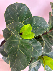 Ficus robusta or Ficus elastica with close up