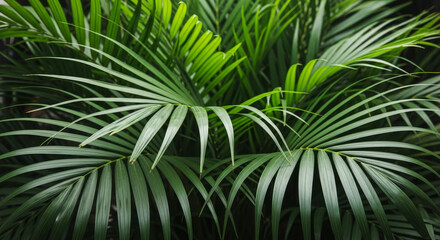 Fototapeta premium Lush Green Palm Leaves with Detailed Veins and Dark Background in Tropical Setting with Soft Natural Lighting