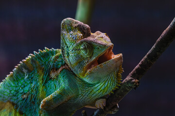 Close-up of a colorful chameleon on a branch with a dark background.